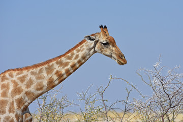 Obraz na płótnie Canvas Giraffe (giraffa camelopardalis) im Etosha Nationalpark in Namibia