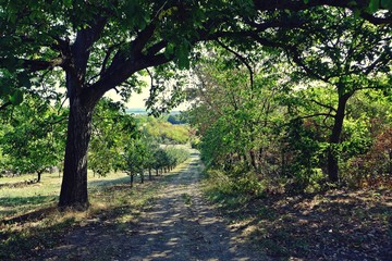 Obstgarten in Rheinhessen