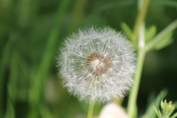 Fototapeta premium dandelion on background of green grass