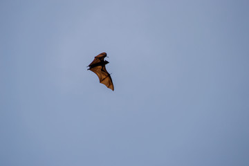 flying dog