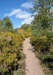 Fototapeta na wymiar Track through flowering gorse heathland, Woodbury Common, East Devon AONB, SSSI, Devon Uk on sunny day