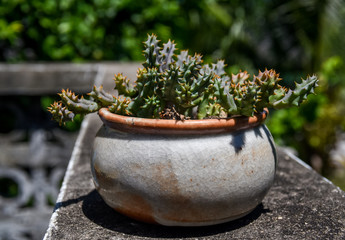 Nice cactus in earthenware flower pot