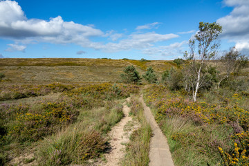 Track through flowering gorse heathland, Woodbury Common, East Devon AONB, SSSI, Devon Uk on sunny day