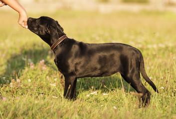 puppy cane corso outdoors