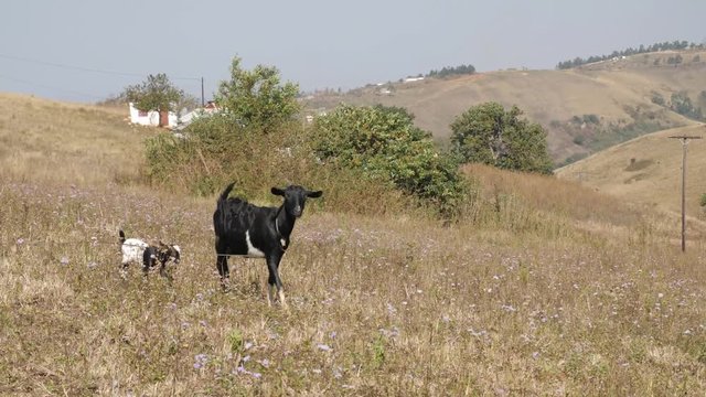 South African goats in village - doe with kids alongside her and African huts in BG - two shots in 4K.mp4