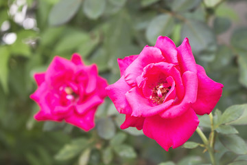 Beautiful pink rose in a garden.