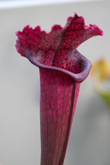 Single trumpet of carnivorous plant, Juthatip Soper © Mike