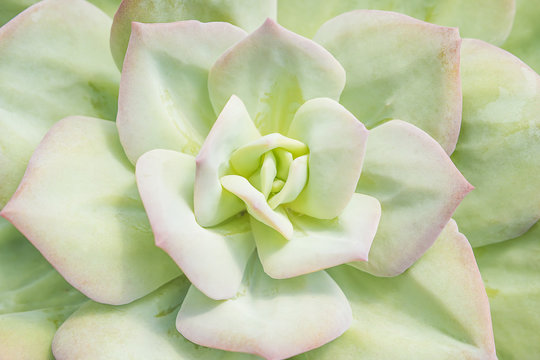 Closeup of large rosette of light green succulent leaves tipped with reddish edges and soft thorns.