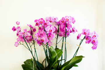 Tropical orchids of lilac color