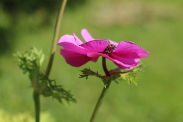 Fototapeta premium Zawilec anemone