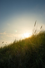 Grass in backlight