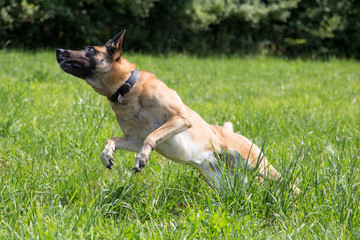 Schäferhund springt im Gras