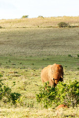 Elephant eating on a bush