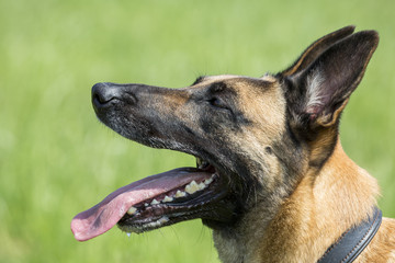 Sehr schöner Schäferhund-Kopf