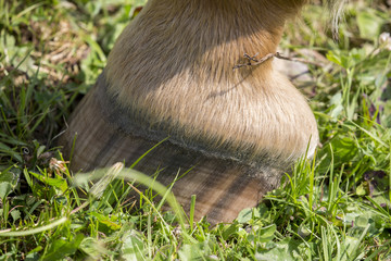 Obraz premium Pferdehuf