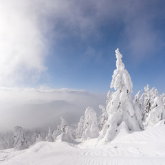 Fantastic winter landscape with snowy trees. Carpathian mountains, Ukraine, Europe. Christmas holiday concept