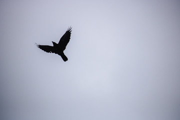 A Crow in the sky.