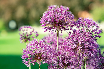 Decorative purple bow.