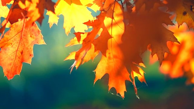 Autumn leaves swinging on oak tree in autumnal park. Fall. Slow motion. 3840X2160 4K UHD video footage