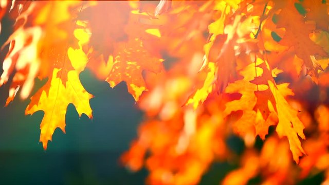 Autumn leaves swinging on oak tree in autumnal park. Fall. Slow motion. 3840X2160 4K UHD video footage