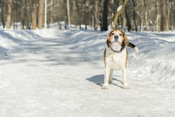 A dog with big and funny ears barking in a winter park