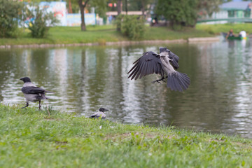 Crow with open wings against the park background