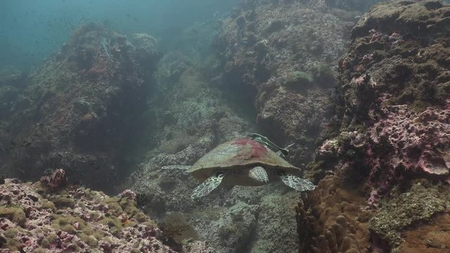 The hawksbill sea turtle (Eretmochelys imbricata) filmed from backside 