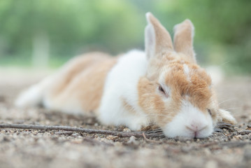 地面に寝そべるうさぎ
