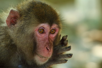 高崎山自然動物園の餌付け場に集まる野性猿