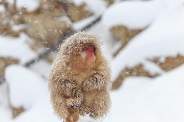 Japanese Macaque snow monkey, Nagano, Japan.