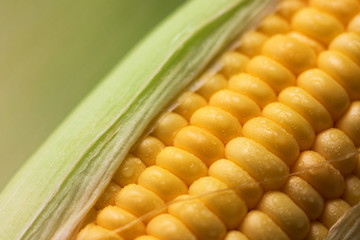 Close up shot Fresh ripe and peeled sweet corn with water drop high vitamin nature food select focus shallow depth of field
