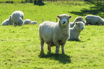 Naklejka na ściany i meble Sheep in farm, New Zealand