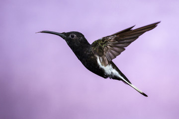 Hummingbird in Flight - Black Jacobin (Florisuga fusca) in Iguazu Falls, Brasil - Argentina major Touristic Destination