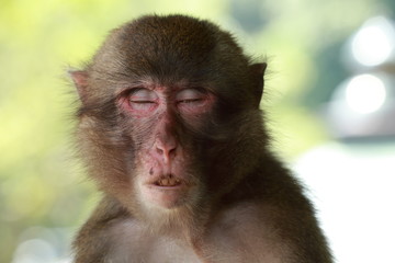 Obraz premium 高崎山自然動物園の餌付け場に集まる野性猿