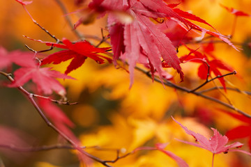 Red Fall Leaves, Japanese Maple with blurry background