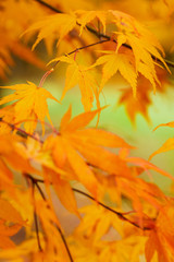 Golden autumn maple leaves.