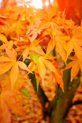 Golden autumn maple leaves.