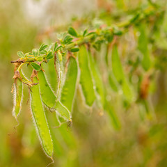 Wild peas hangin from a branch, towards the camera