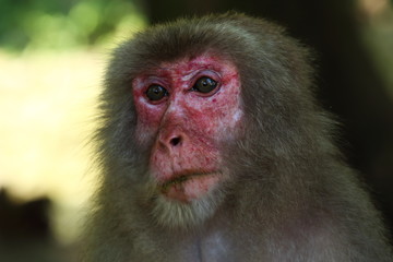 高崎山自然動物園の餌付け場に集まる野性猿