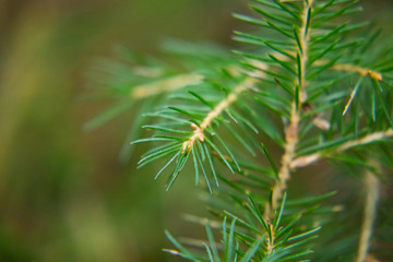 Macro of a pine tree branch with needles