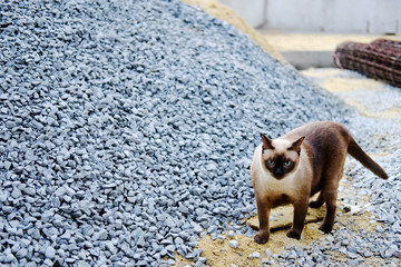 Siamese Cat walking on Stone gravel and sandy in construction area