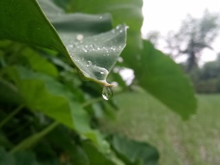Micro Water drop on Colocasia Leaf