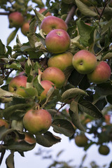 Ripe red apples on a branch.