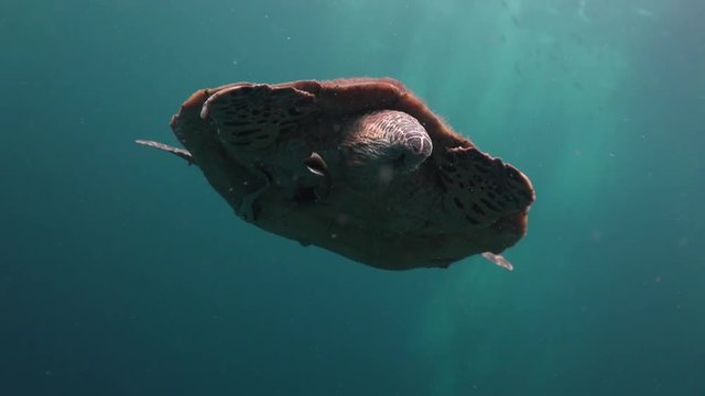 The hawksbill sea turtle (Eretmochelys imbricata) shows its penis