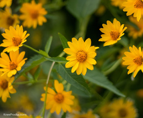 yellow flower