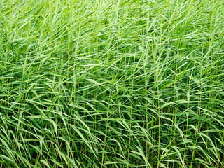Green reed, natural background