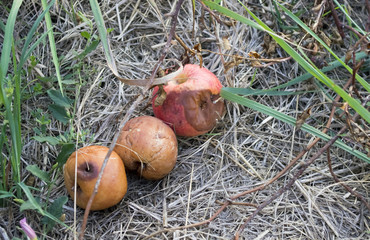 Spoiled apples lie in the grass.