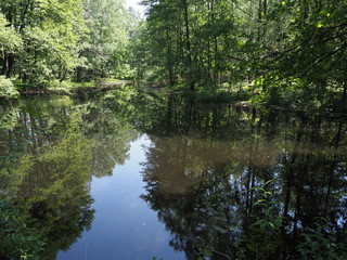 View of pond with water reflections in forest landscape near european artificial Goczalkowice Reservoir at Poland