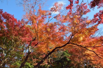 Wise Angle Landscape of colorful Japanese Autumn Maple tree