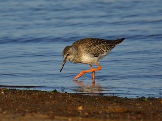 The common redshank (Tringa totanus) in winter plumage